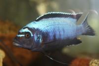 /album/fotogaljerjeja/a6rvtowfv8sa-jpg/