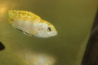 /album/fotogaljerjeja/permlut-jpg/