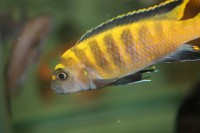 /album/fotogaljerjeja/img-6636-jpg/