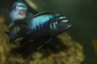 /album/fotogaljerjeja/img-6699-jpg/