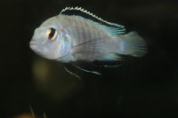 /album/fotogaljerjeja/img-6784-jpg/