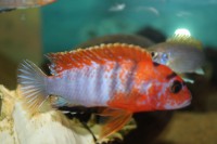 /album/fotogaljerjeja/img-6785-jpg/