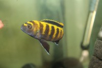 /album/fotogaljerjeja/img-6789-jpg/