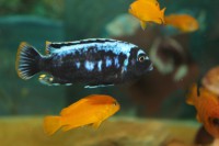 /album/fotogaljerjeja/img-6802-jpg/