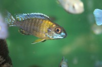 /album/fotogaljerjeja/img-6811-jpg/