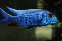 /album/fotogaljerjeja/vb2nvpg8fl8-jpg/