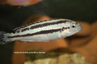 /album/fotogaljerjeja/img-9550-cr2-jpg/