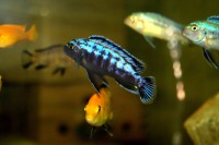 /album/fotogaljerjeja/interruptus-cr2-jpg/