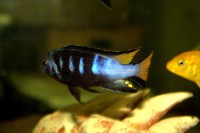 /album/fotogaljerjeja/chevere-cr2-jpg/