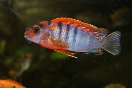 Лабидохромис кимпума рэд, Laqbidochromis sp.kimpuma red