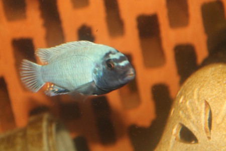 Псевдотрофеус полит , pseudotropheus polit 