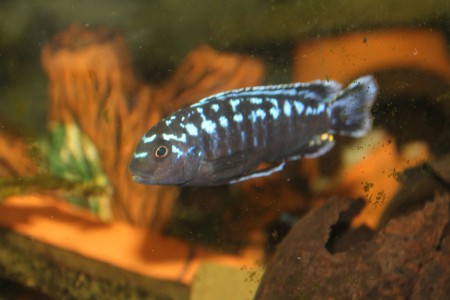 Псевдотрофеус интерруптус , pseudotropheus interruptus