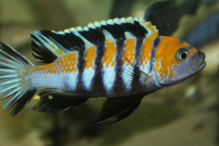 Цинотиляпия зеброидес кобуе , cynotilapia zebroides cobue