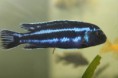 Меланохромис майнгано , melanochromis cyaneorhabdos ( maingano)