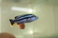 Melanochromis kaskazini (northen blue) , Меланохромис касказини 