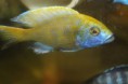 Nimbochromis venustus ,золотой леопард