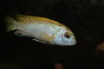 лабидохромис пермлут,Labidochromis permlutt 