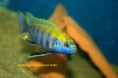 Гефирохромис лоуса , gephyrochromis lawsi