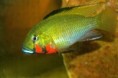 Thoracochromis braushi ,  торакохромис брауши 